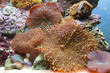 corallo actinodiscus