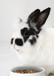 Leinwanddruck Bild Spotted rabbit eats food