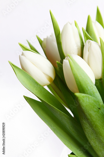 Obrazy tulipany  bukiet-bialych-tulipanow