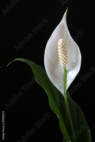 Le Spathiphyllum Ou Fleur De Lune Buy This Stock Photo And