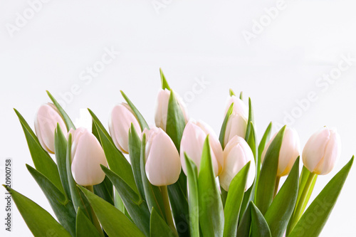 Naklejka nad blat kuchenny weiße tulpen-blumenhintergrund