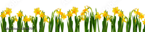 Nowoczesny obraz na płótnie Daffodils
