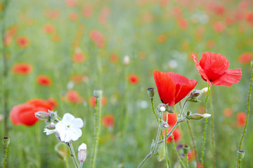 Fotomurales - red poppies on field