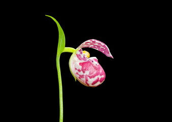 Sticker - Flower of lady’s slipper 53