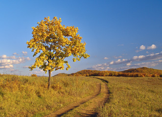 Autumn landscape with a lonely tree