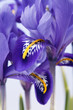 iris flowers.