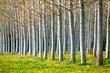 A row of spring poplar trees