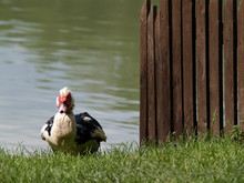 Muscovy Duck On A Lake Shore