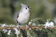Titmouse On A Snow-covered Branch