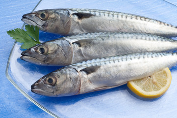 Sticker - mackerel on glass dish