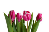 Fototapeta Tulipany - several tulips