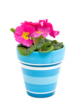 Pink Primula Flower In Blue Pot Over White Background