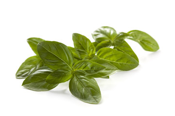 Wall Mural - Basil