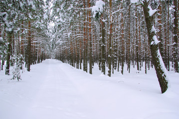 Poster - Wald im Winter - forest in winter 30