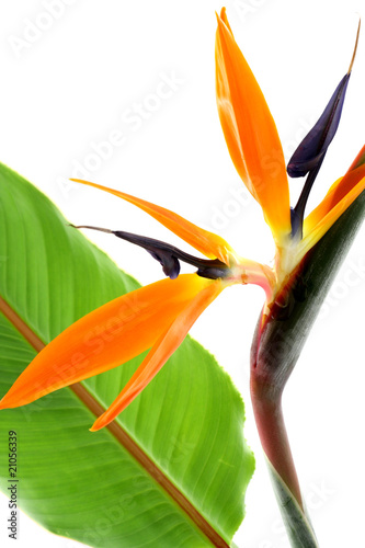 Oiseau De Paradis Fleur Feuille Fond Blanc Buy This