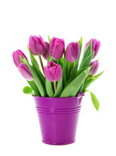Purple Tulips In Bucket Isolated On White Background