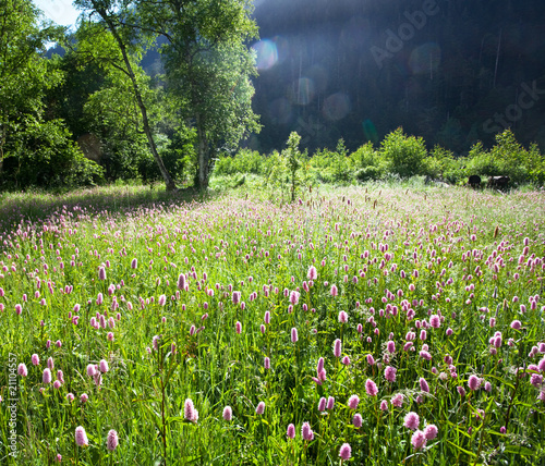 Foto-Kissen - Mountains meadow (von Galyna Andrushko)