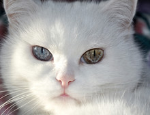 Gatto Bianco