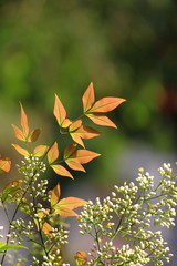 Wall Mural - orange color leaf in forest