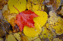 Colorful Fall Autumn Leaf Detail Background