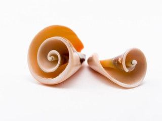 Two cockleshells of a spiral