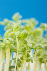 Wall Mural - plant shoots.