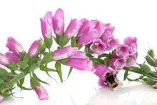 Bee And Foxglove Flowers