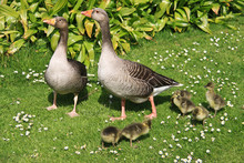 Family Of Ducks And Ducklings