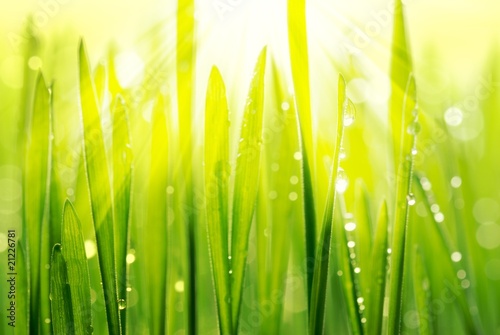 Fresh green grass