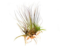 Airplant (Epiphyte) Growing In A Sea Shell.