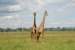 giraffe del National Park Masai Mara