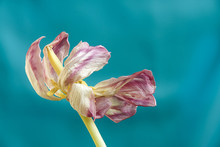 Wilted Tulip