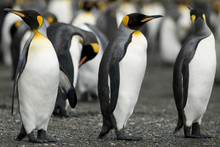 Penguin Guards