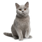 Fototapeta Koty - Front view of British shorthair cat, sitting