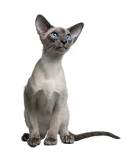 Front View Of Siamese Kitten, Sitting Against White Background