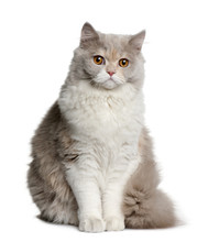 Front View Of British Longhair Cat, 8 Months Old, Sitting