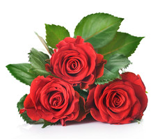 Beautiful Red Roses Over White