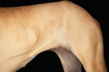 Dog Hindquarters Detail
