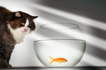Cat Looking At Goldfish In Fishbowl