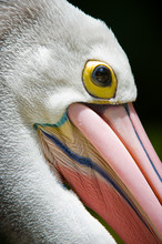 Pelican Head Close Up