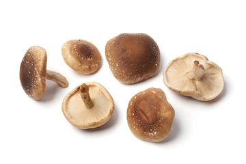 Sticker - Fresh shiitake on white background