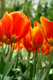 Fototapeta Tulipany - Red tulips field