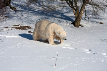 Wall Mural - Mercedes the Polar Bear