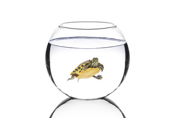 Wall Mural - Water turtle in a bowl isolated on white background