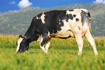 holstein cow grazing