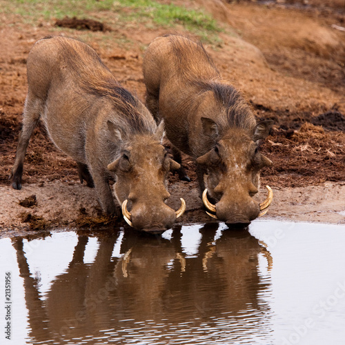 Cuadros en Lienzo Warthogs drinking in Addo national park, South Africa