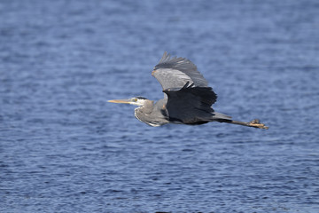 Wall Mural - great blue heron, ardea herodias