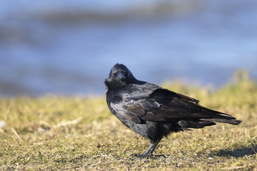 Canvas Print - american crow, corvus brachyrhynchos