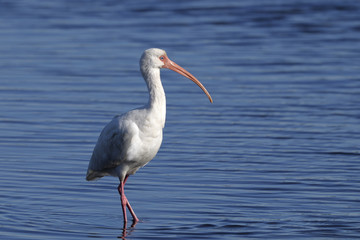 Wall Mural - american white ibis, eudocimus albus
