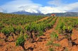 Languedoc Roussillon,Weinstöcke, Pyrenäen,Frankreich
